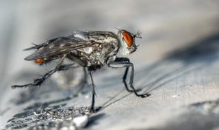 苍蝇搓手是什么意思 苍蝇搓手是什么意思