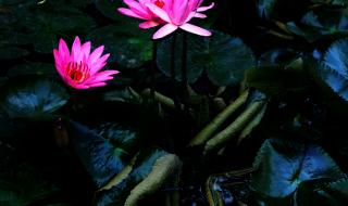 4d手机壁纸 4d手机壁纸