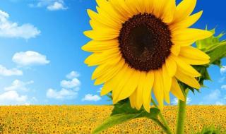 好看的手机动态壁纸