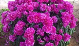 芍药花的功效与作用 芍药花的功效与作用