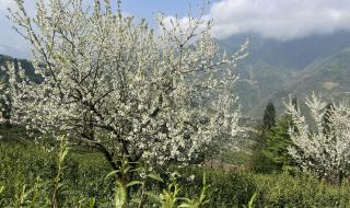 且将新火试新茶 且将新火试新茶